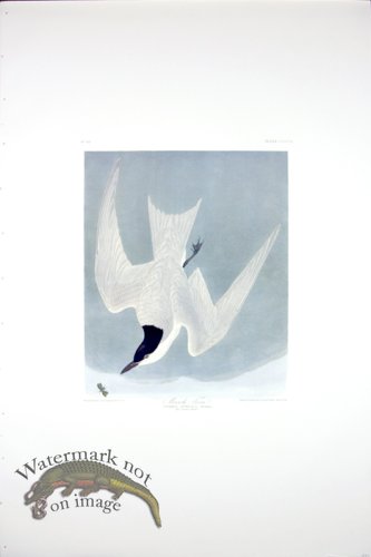 (image for) Havell\'s Tern