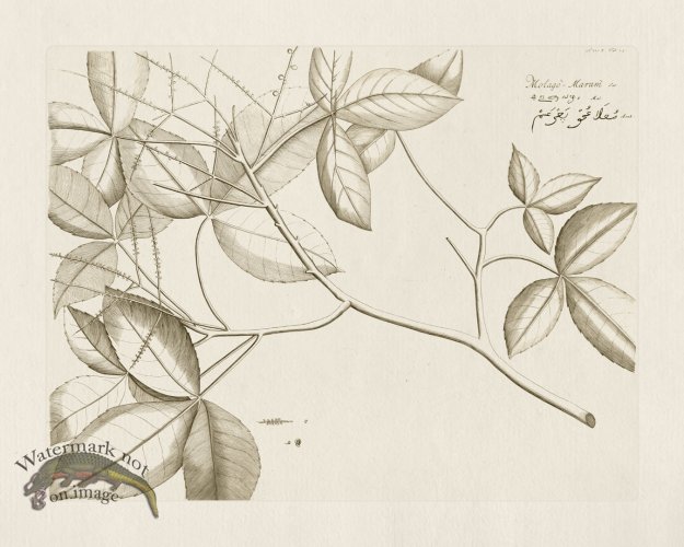 (image for) HORTUS VOl 05 25