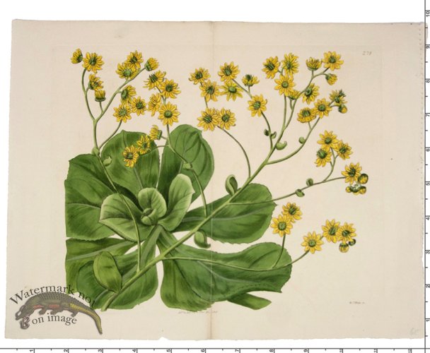 (image for) Curtis Botanical 021