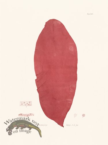 (image for) Bradbury Seaweed 095