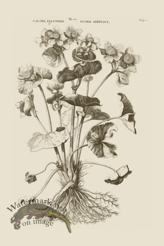 (image for) Abraham Munting 122