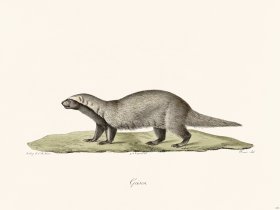 Cuvier 214 S Am Wolverine