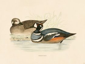 (image for) 26 Harlequin Duck