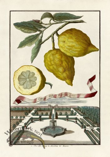 (image for) Volckamer 041