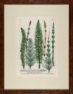 Weinmann Burl with Gold DM 14