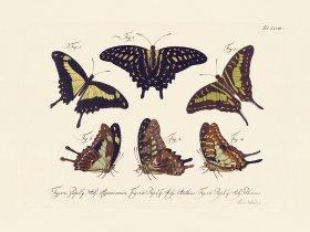 Jablonsky Butterfly 048