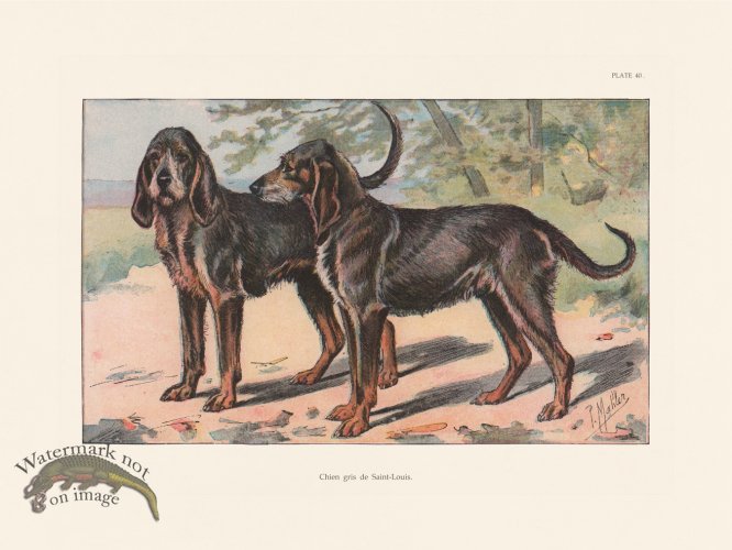 (image for) Les Chiens 040