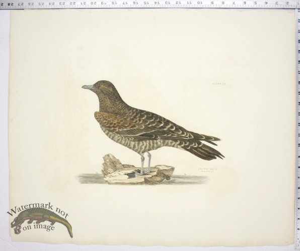 (image for) Artic Skua