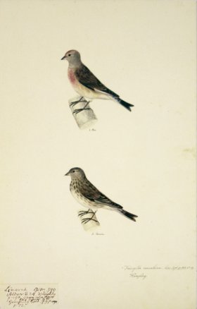 72 Swedish Birds . Fringilla Cannabina, Linnet, M.F