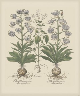 Besler 188 Colored B2