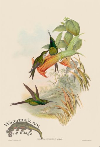 (image for) Gould Hummingbird 234