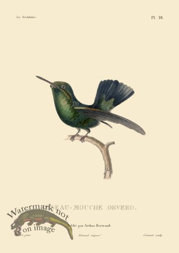 (image for) Humming Bird 18