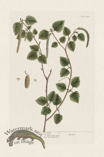 (image for) BEE 240 Birch