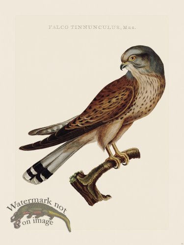 (image for) Nozeman Bird 111