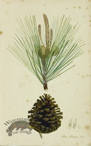 (image for) 1828_Gmp 056