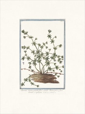 Bonelli 080 Yellow flower