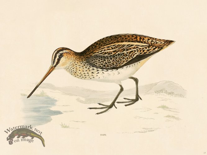 (image for) 17 BGB Snipe