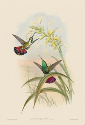 Gould Hummingbird 076