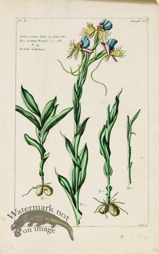 (image for) Buchoz Bot 43