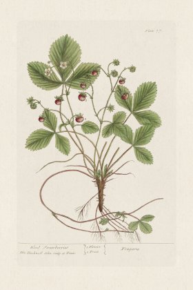 BEE 077 Wood Strawberries