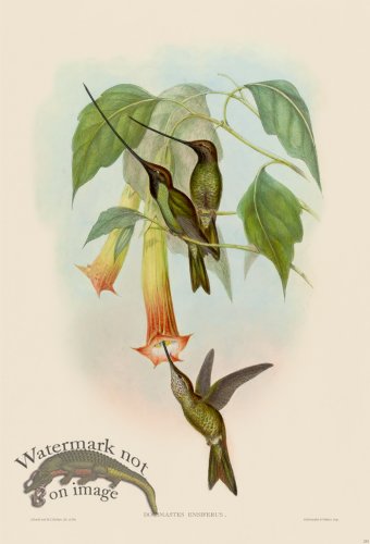 (image for) Gould Hummingbird 233