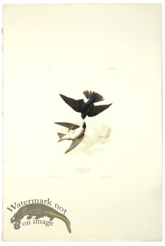 (image for) White-Bellied Swallow