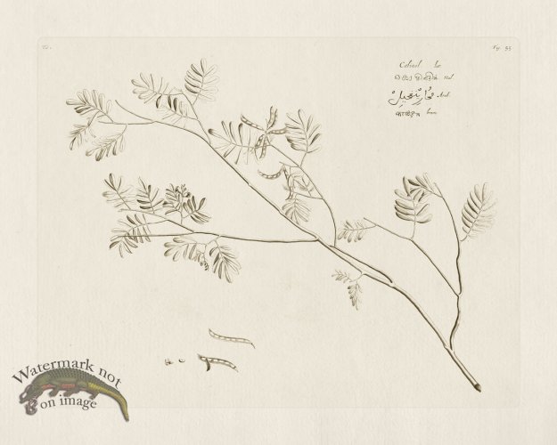 (image for) HORTUS VOL 01 55