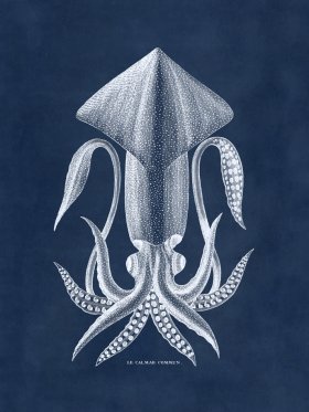 Octopus Blue 36
