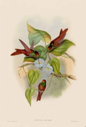 Gould Hummingbird 247