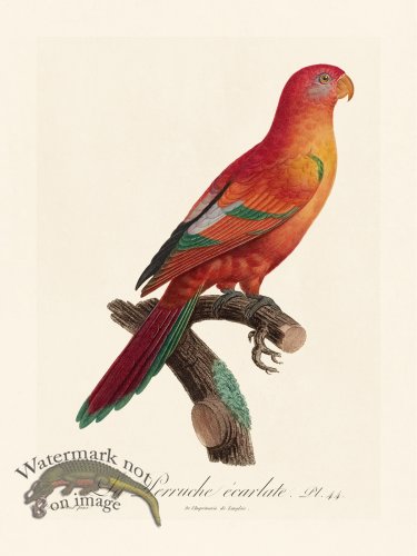(image for) Barraband Parrot 044