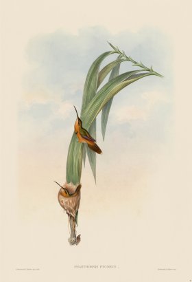 Gould Hummingbird 041