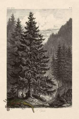 (image for) Hoefer Tree 08