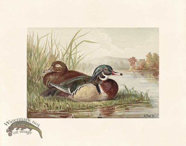 (image for) Pope 12 Wood Duck
