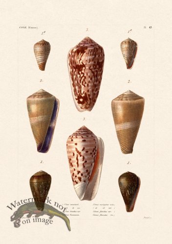 (image for) French Shell 043