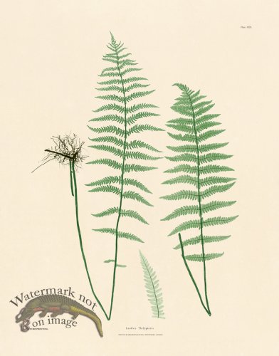 (image for) Bradbury Fern 30