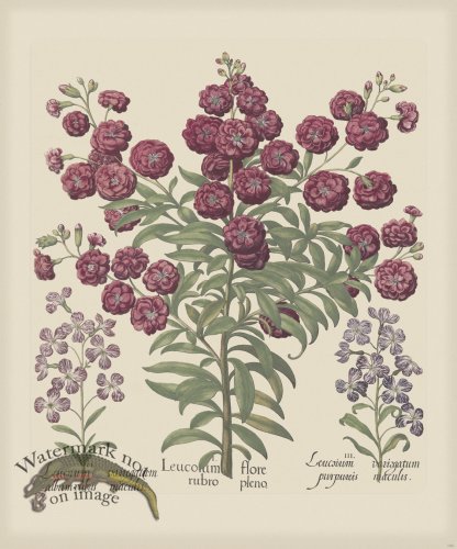 (image for) Besler 166 Colored B2