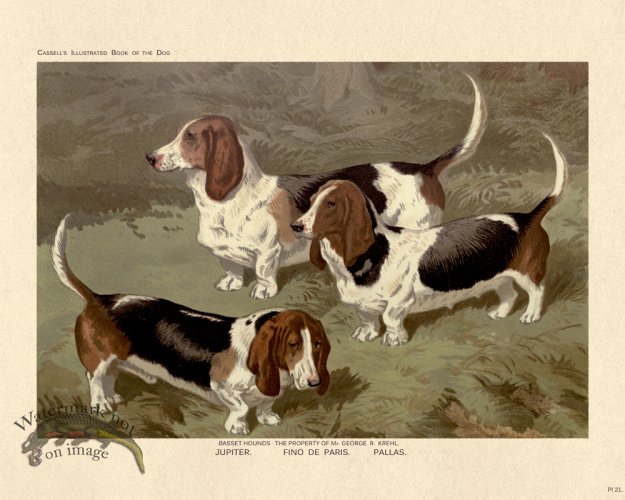 (image for) Cassell Dog 21
