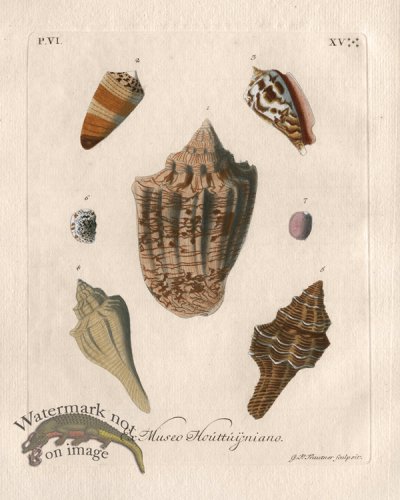 (image for) Knorr Shell 08