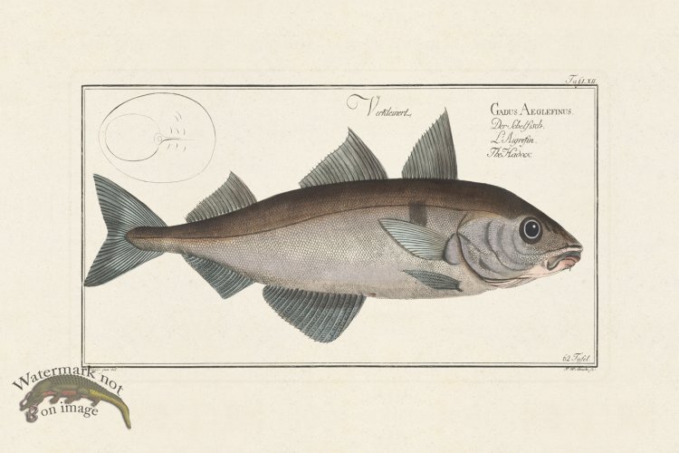 (image for) BLOCH FISH 062