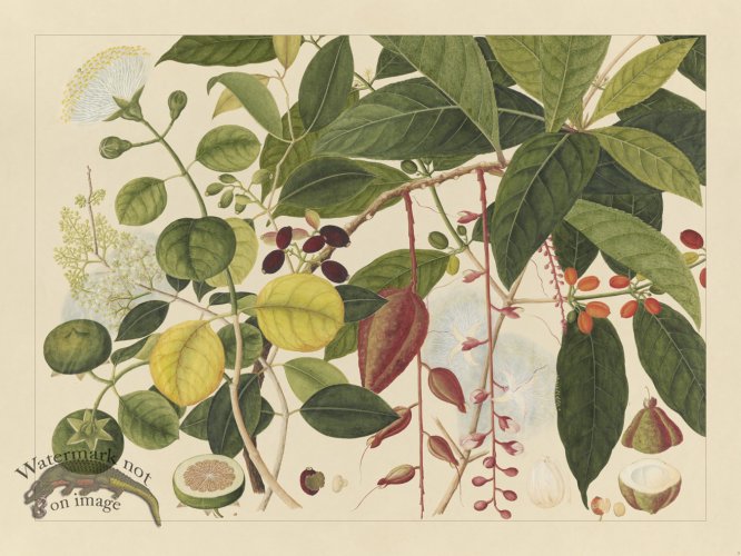 (image for) Andalas Botanicals 03