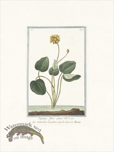 (image for) Bonelli 430 Marsh Marigold