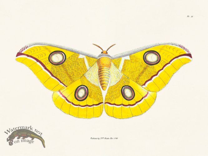 (image for) Nodder BF 35