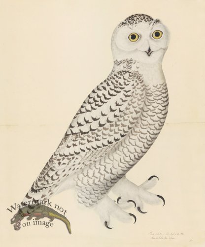 SNOWY OWL, JUVENILE, MALE . PL 30