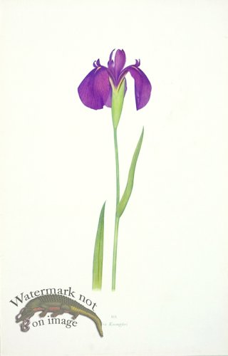 (image for) Dykes Iris 11