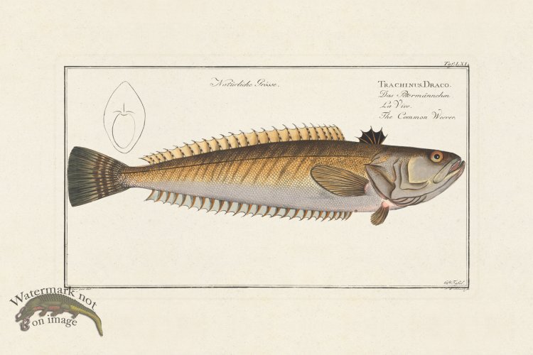 (image for) BLOCH FISH 061