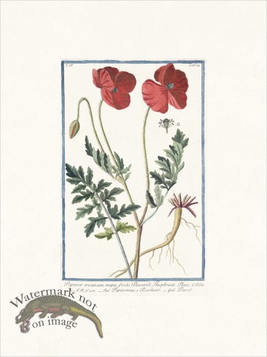 (image for) Bonelli 364 Opium poppy