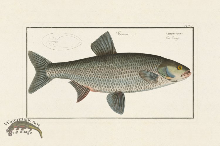 (image for) Bloch Fish 007