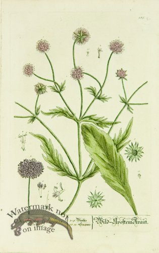 (image for) Blackwell German 025