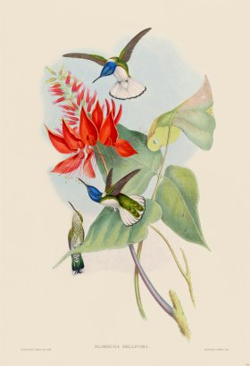 Gould Hummingbird 113