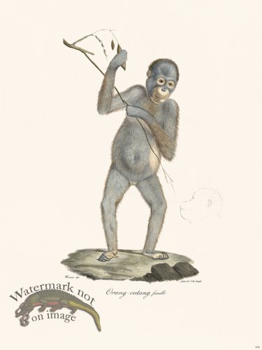 Cuvier 406 Orang Outang Female